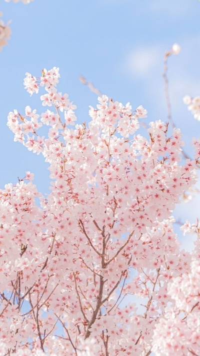 Ảnh nền hoa anh đào dưới nắng