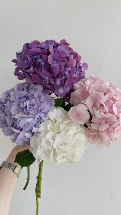 Ảnh nền hoa cẩm tú cầu đủ màu