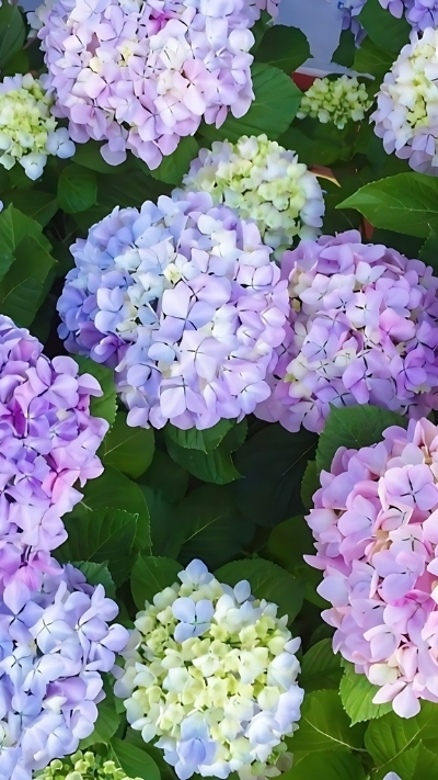 Ảnh nền hoa cẩm tú cầu màu sắc 4K