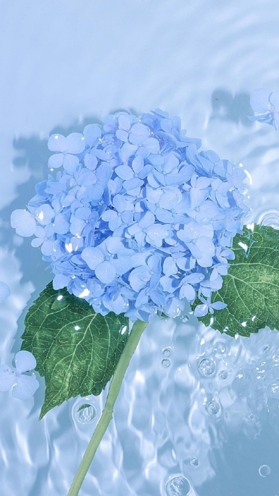 Ảnh nền hoa cẩm tú cầu xanh trong nước