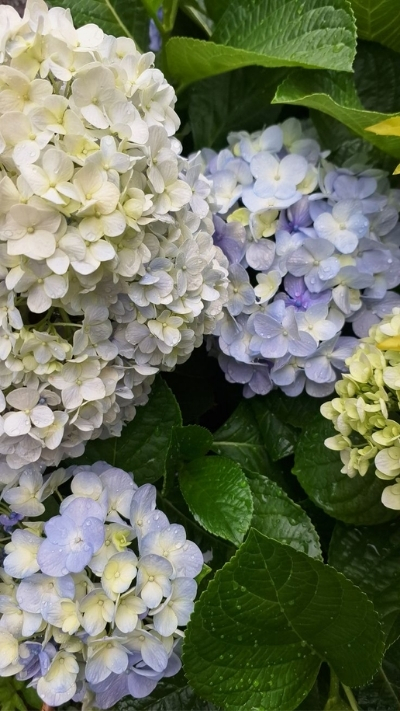 Ảnh nền hoa cẩm tú cầu xinh xắn