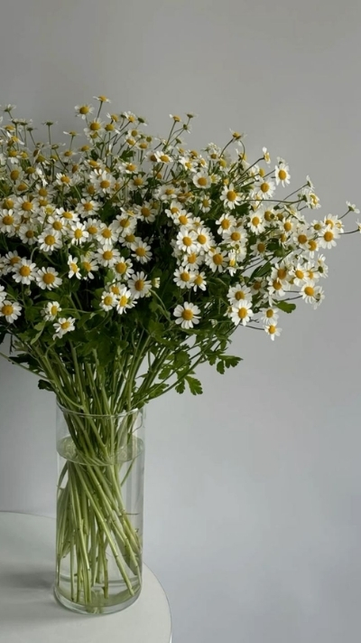 Ảnh nền hoa cúc họa mi trong lọ thủy tinh