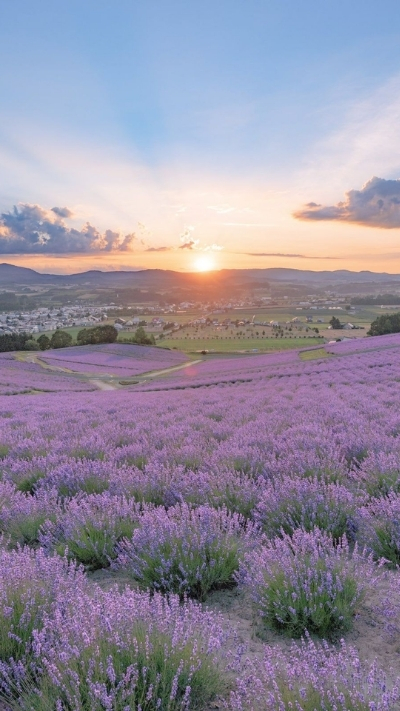 Ảnh nền lavender bình minh