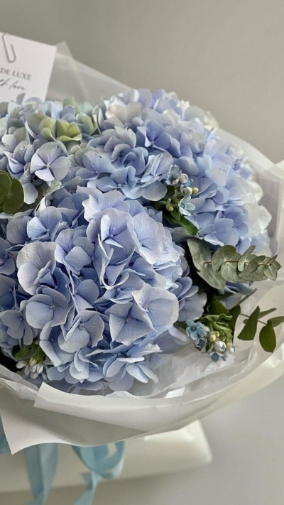 Hình bó hoa cẩm tú cầu xanh