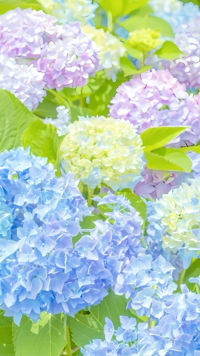 Hình hoa cẩm tú cầu thơ mộng