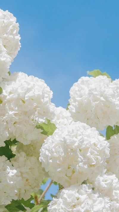 Hình hoa cẩm tú cầu trắng tinh tế