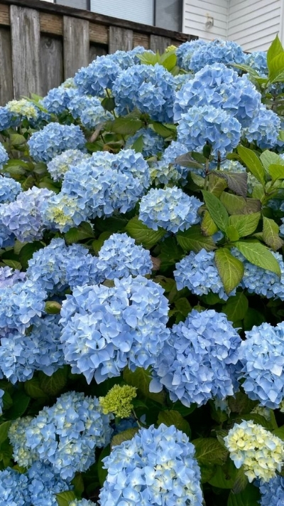 Hình hoa cẩm tú cầu xanh xinh xắn