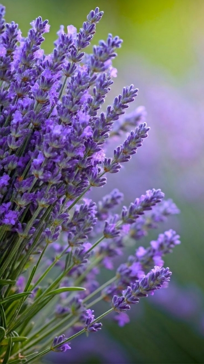Hình lavender tím đẹp