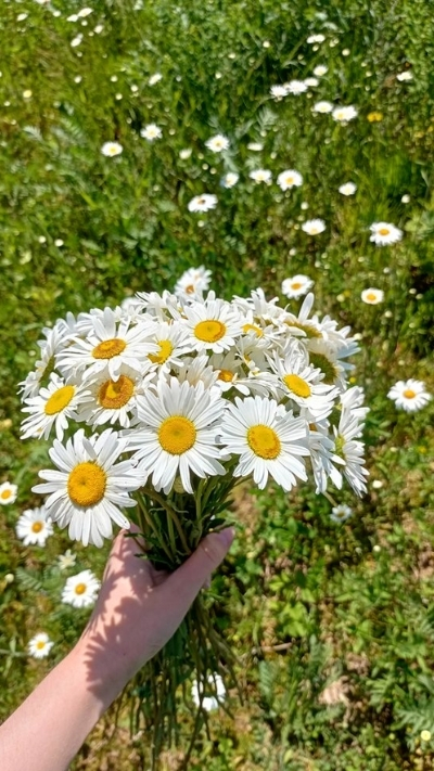 Hình nền bó hoa cúc họa mi