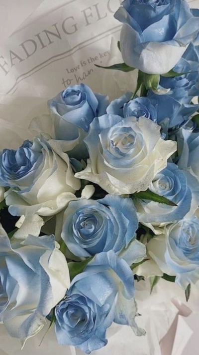 Hình nền bó hoa hồng xanh