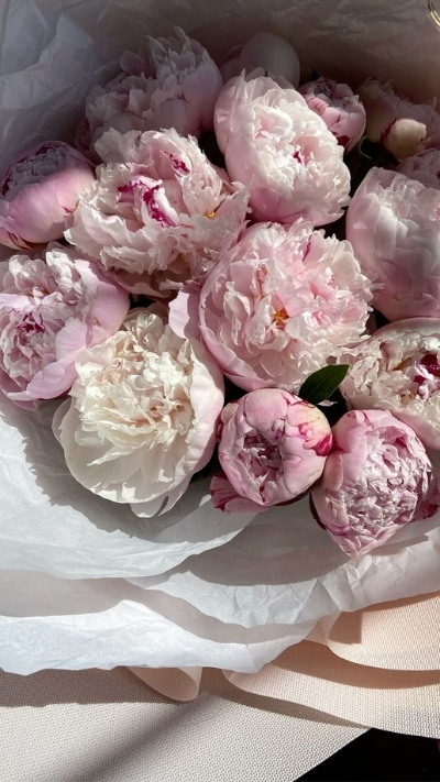 Hình nền bó hoa mẫu đơn tím nhạt