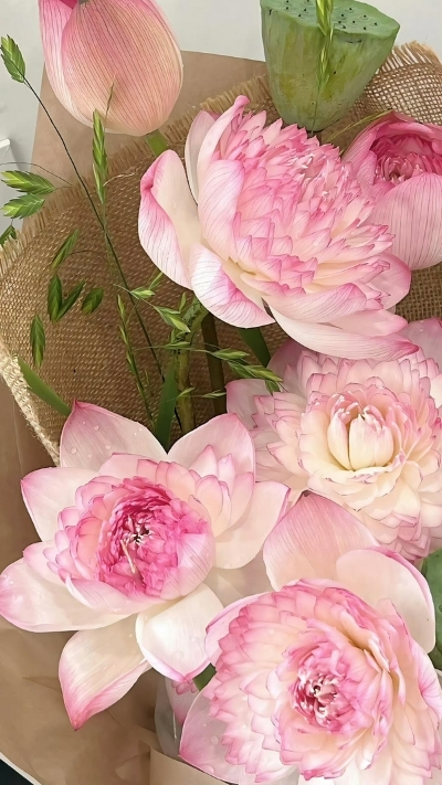 Hình nền bó hoa sen nở rộ