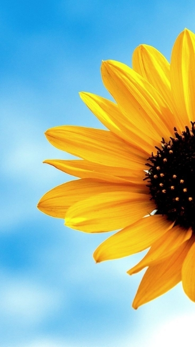 Hình nền cánh hoa hoa hướng dương