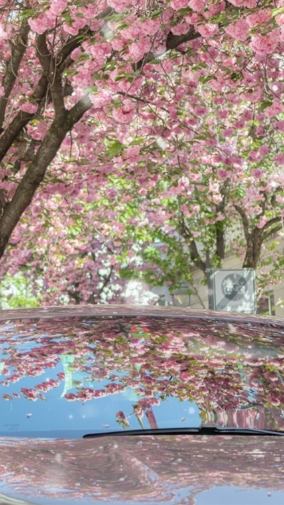 Hình nền cây hoa anh đào