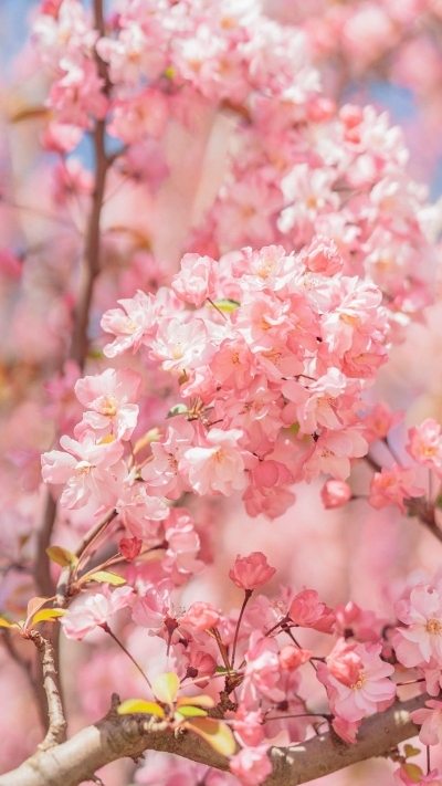 Hình nền chùm hoa anh đào