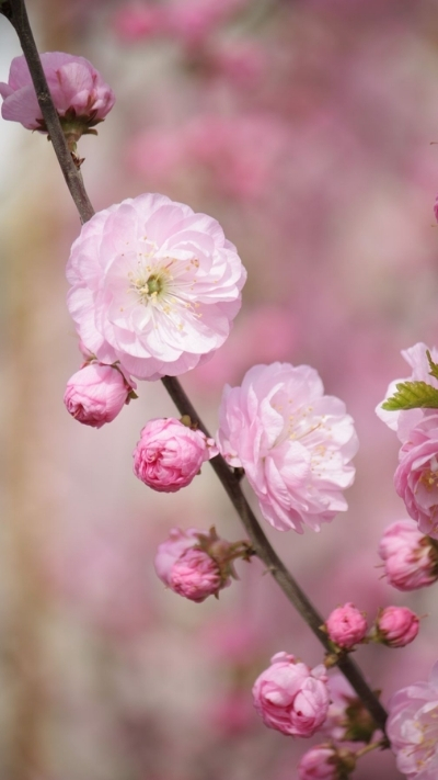 Hình nền hoa anh đào 4K đẹp