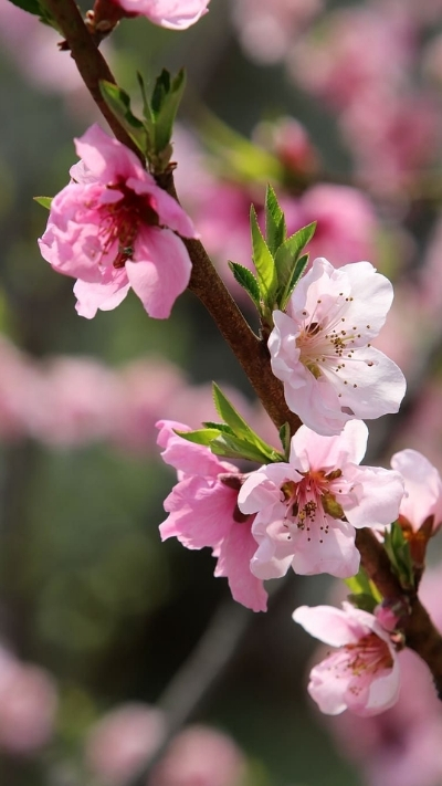 Hình nền hoa anh đào 4K