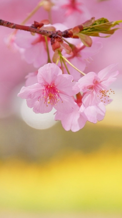 Hình nền hoa anh đào Full HD đẹp