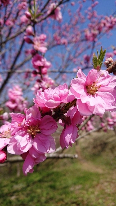 Hình nền hoa anh đào Full HD