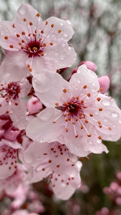 Hình nền hoa anh đào Full HD