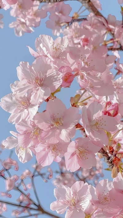 Hình nền hoa anh đào hồng dễ thương