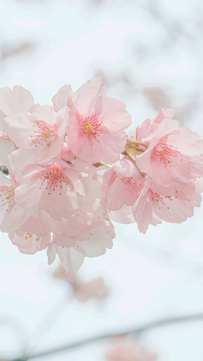 Hình nền hoa anh đào hồng nhạt