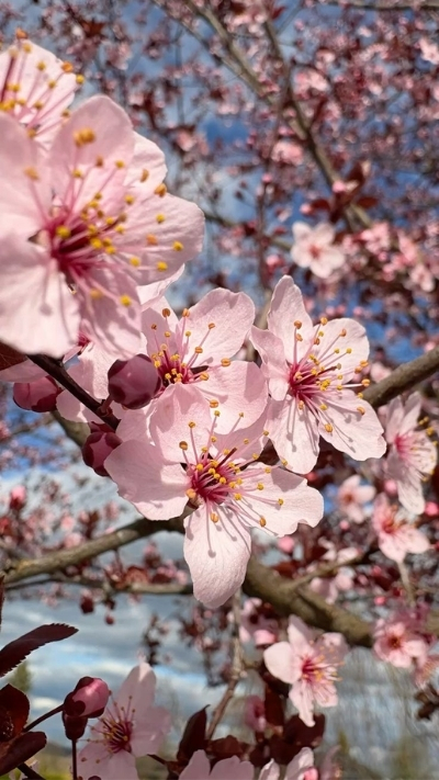 Hình nền hoa anh đào hồng phấn