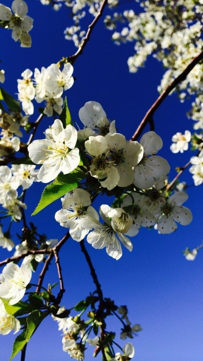 Hình nền hoa anh đào trắng mượt