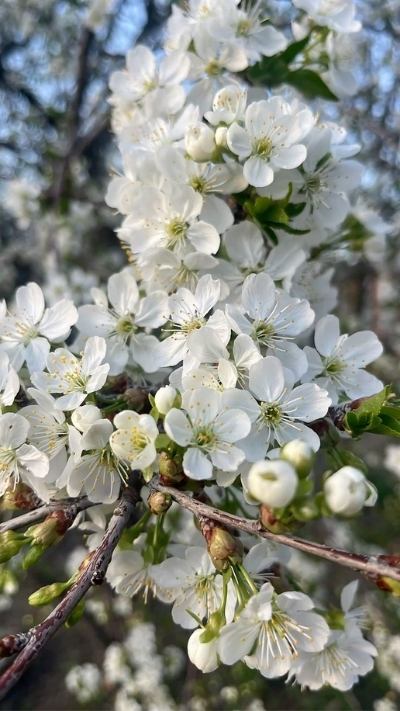 Hình nền hoa anh đào trắng tinh khôi