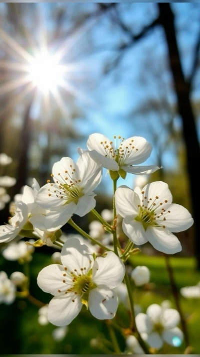 Hình nền hoa anh đào trong nắng đẹp