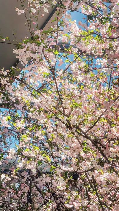 Hình nền hoa anh đào trong nắng mai