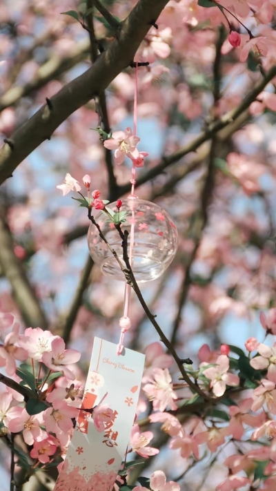 Hình nền hoa anh đào và chuông gió