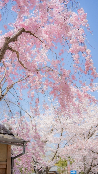 Hình nền hoa anh đào xinh xẻo