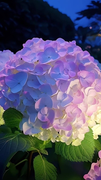 Hình nền hoa cẩm tú cầu đẹp