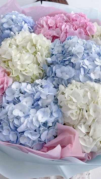 Hình nền hoa cẩm tú cầu nhiều màu nhẹ nhàng