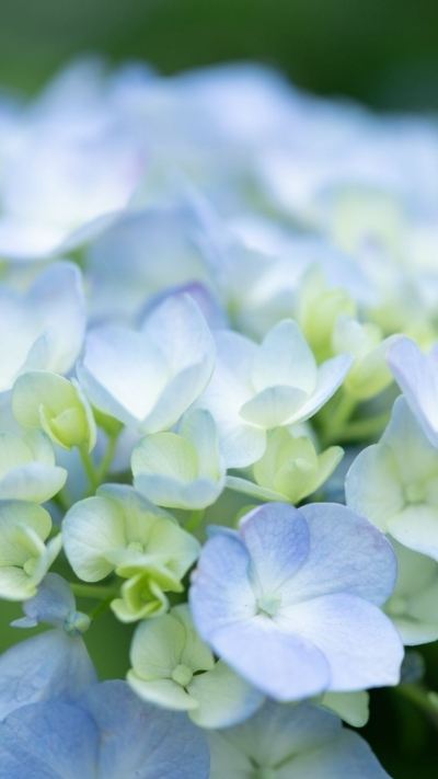 Hình nền hoa cẩm tú cầu trắng xanh