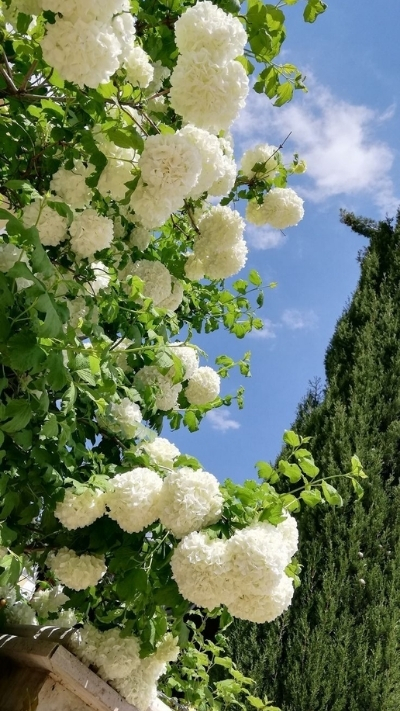 Hình nền hoa cẩm tú cầu trắng