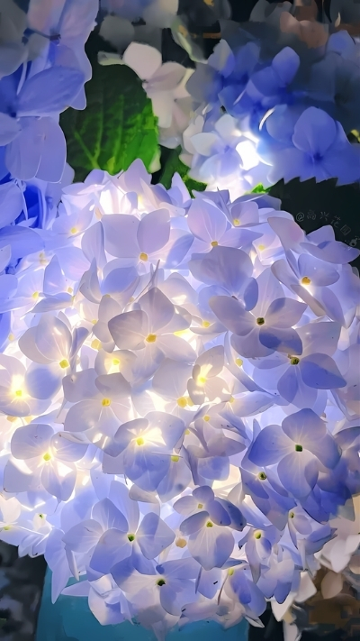 Hình nền hoa cẩm tú cầu với đèn