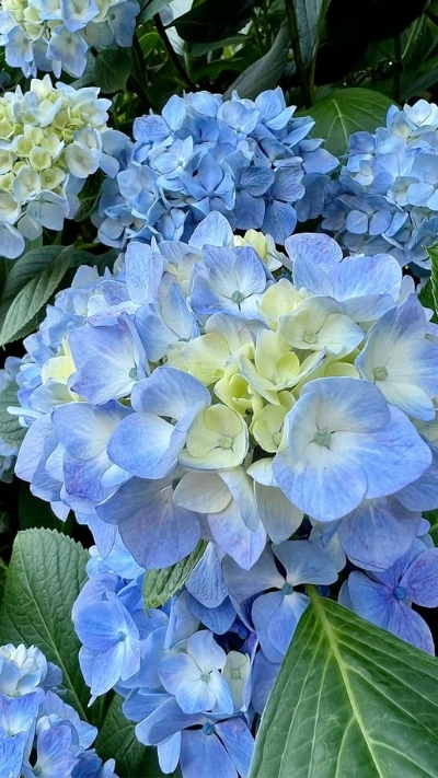 Hình nền hoa cẩm tú cầu xanh đậm