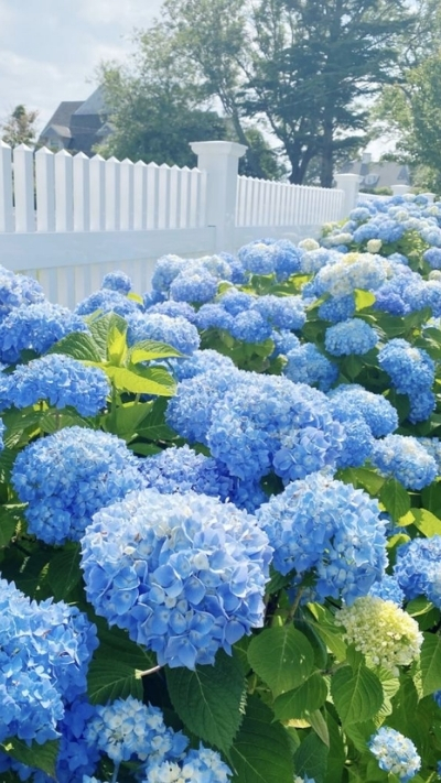 Hình nền hoa cẩm tú cầu xanh lạ mắt