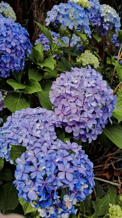 Hình nền hoa cẩm tú cầu xanh tím