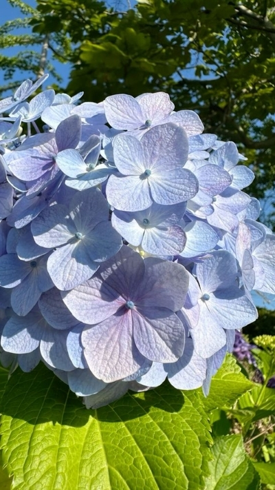 Hình nền hoa cẩm tú cầu xanh