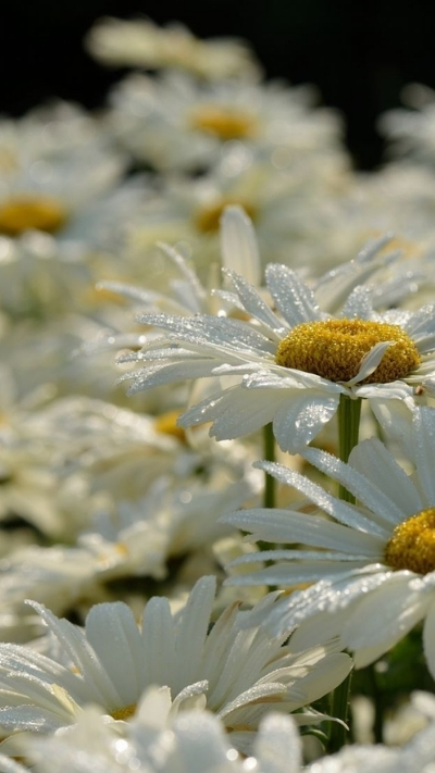 Hình nền hoa cúc họa mi cận cảnh