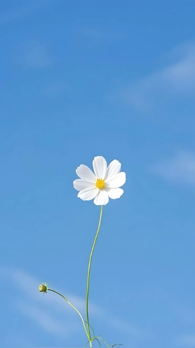 Hình nền hoa cúc họa mi cô đơn