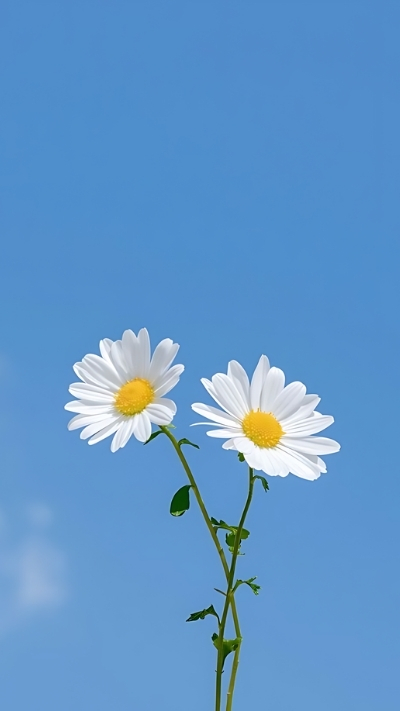 Hình nền hoa cúc họa mi đáng yêu