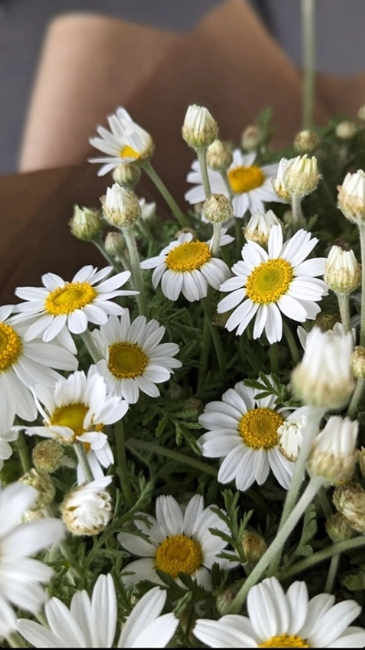 Hình nền hoa cúc họa mi dễ thương