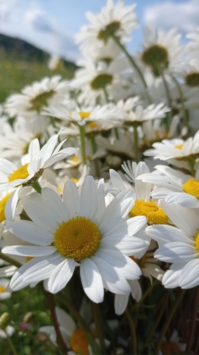 Hình nền hoa cúc họa mi đẹp