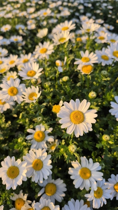 Hình nền hoa cúc họa mi dưới nắng chiều