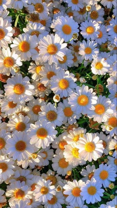 Hình nền hoa cúc họa mi dưới nắng vàng