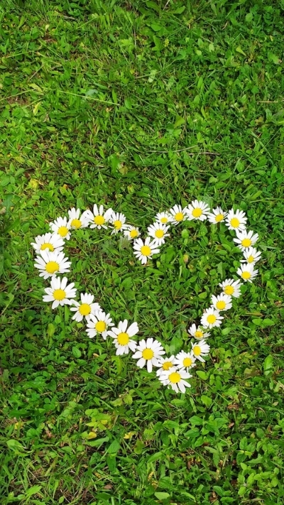 Hình nền hoa cúc họa mi hình trái tim